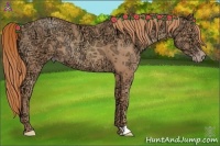 Horse Color:Gold Champagne Ice Rabicano 