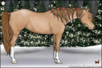 Horse Color:Bay Pearl