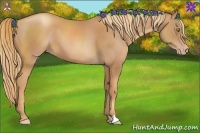 Horse Color:Gold Champagne 