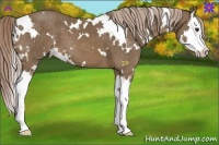 Horse Color:White Spotted Chocolate Palomino Splash