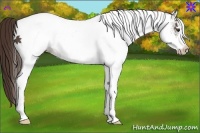 Horse Color:White Spotted Liver Chestnut 