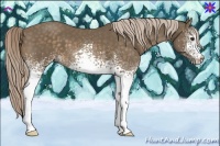 Horse Color:White Spotted Chocolate Palomino 