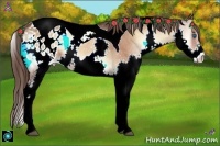 Horse Color:Bay Onyx Splash Tobiano Appaloosa 