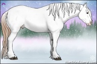 Horse Color:Buckskin Appaloosa 