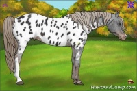 Horse Color:Liver Chestnut Near Leopard 