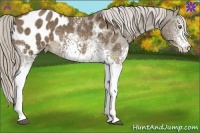 Horse Color:White Spotted Chocolate Palomino Blanket 