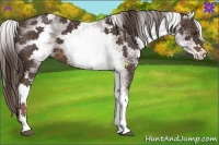 Horse Color:White Spotted Liver Chestnut 