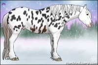 Horse Color:Brown Appaloosa 