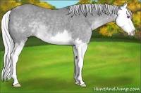 Horse Color:Silver Classic Champagne Chinchilla Splash 