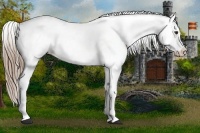 Horse Color:Liver Chestnut Appaloosa