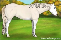 Horse Color:Perlino Splash