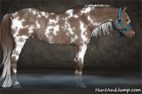 Horse Color:White Spotted Liver Chestnut Rabicano 