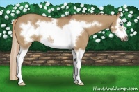 Horse Color:Red Dun Sabino Splash Frame Rabicano