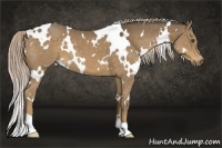 Horse Color:White Spotted Chocolate Palomino