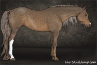 Horse Color:Chocolate Palomino 