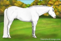 Horse Color:Silver Grullo Roan Splash Frame Appaloosa Rabicano