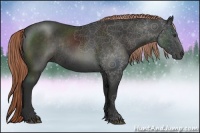 Horse Color:Liver Chestnut Rabicano 