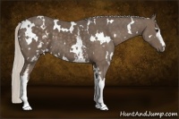 Horse Color:White Spotted Silver Black 