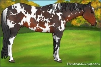 Horse Color:White Spotted Brown 