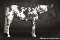 Horse Color:White Spotted Liver Chestnut 