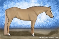 Horse Color:Palomino Sabino 