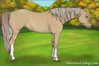 Horse Color:Palomino Dun Tobiano