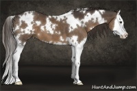 Horse Color:White Spotted Liver Chestnut Sabino Splash