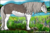 Horse Color:Silver Black Splash 