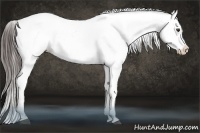 Horse Color:Liver Chestnut Near Leopard 