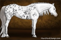 Horse Color:Blue Roan Appaloosa 