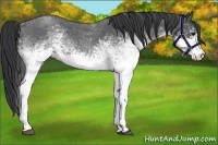 Horse Color:White Spotted Blue Roan 