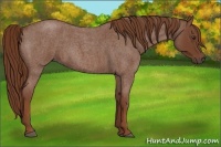Horse Color:Red Roan 