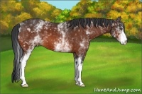 Horse Color:White Spotted Bay 
