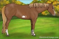 Horse Color:Chestnut Splash Frame  and Chestnut Splash Frame 
