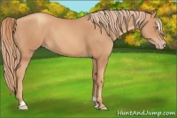 Horse Color:Gold Champagne Sabino 