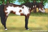 Horse Color:Bay Frame