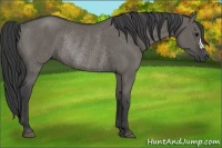 Horse Color:Grullo Rabicano 