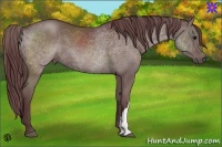 Horse Color:Chocolate Grullo 