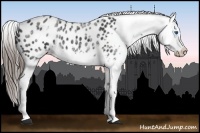 Horse Color:White Spotted Blue Roan Splash Frame Appaloosa