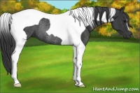Horse Color:Black Tobiano Rabicano