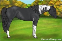 Horse Color:Black Tobiano Rabicano