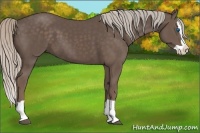 Horse Color:Silver Black Splash