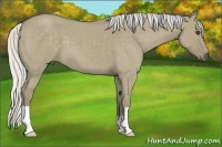 Horse Color:Silver Smoky Grullo Roan 