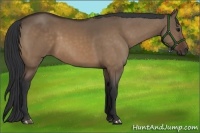 Horse Color:Bay Dun
