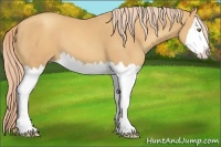 Horse Color:Gold Champagne Splash 