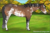 Horse Color:White Spotted Buckskin Sabino Splash Frame and White Spotted Buckskin Sabino Splash Frame