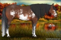 Horse Color:Bay Splash Frame and Bay Splash Frame