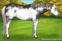 Horse Color:Liver Chestnut Splash Frame  and Liver Chestnut Splash Frame 
