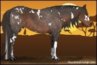 Horse Color:White Spotted Liver Chestnut 