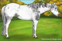 Horse Color:White Spotted Blue Roan Splash Frame Varnish 